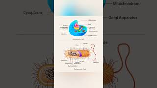 EUKARYOTES and PROKARYOTES [upl. by Tamberg458]