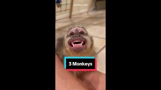 Top 3 BEST Monkey Breeds to own as pets spidermonkey fingermonkey capuchinmonkey petmonkey [upl. by Nema]