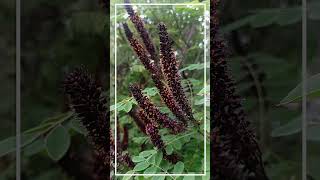 Amorpha fruticosa Аморфа кустарниковая  короткое описание [upl. by Tterrej]