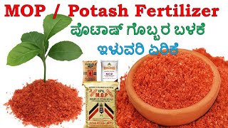 POTASH fertilizer  ಪೊಟ್ಯಾಷ್ ರಸಗೊಬ್ಬರ  MOP Fertilizer in Kannada  KFertilizer  Potassium K [upl. by Parsifal]