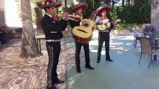 la calandria pedro infante mariachi trio voces de mexico [upl. by Nnaael579]