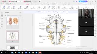 Introduction to Brainstem [upl. by Zsuedat]