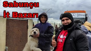 Sabunçu İt Bazarı sabuncuitbazari pitbull alabay elixezer sabuncubazari alabaidogs [upl. by Eillim]