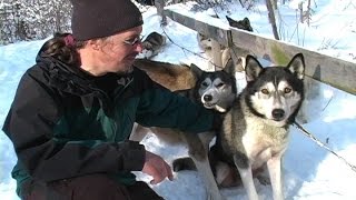 Dog Sledding SIV 110 [upl. by Burnaby]