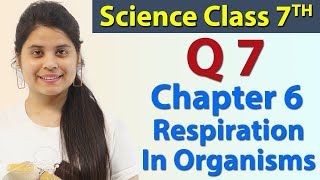 Q 7 Page No68  Chapter 6  Respiration in Organisms  Science Class 7th NCERT [upl. by Horgan549]