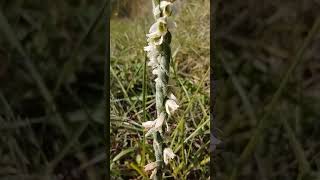 Spiranthes spiralis viticcino autunnale [upl. by Fries406]