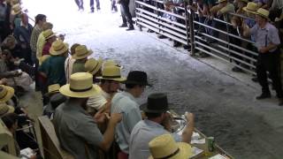 Mels Stables Horse Auction New Holland Pa [upl. by Anatnas618]