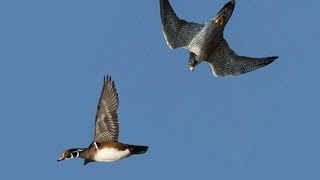 PEREGRINE FALCON STRIKES DUCK MIDAIR [upl. by Neddy]