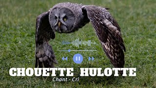 Chouette hulotte  chant et cri [upl. by Arral]