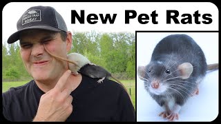 My New Pet Rat quotJudasquot Will Help Catch Wild Rats Building A Pet Rat Paradise Mousetrap Monday [upl. by Hsetih]