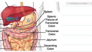 GIT pathology 2 congenital anomalies [upl. by Llenrahc]