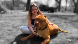 XL AMERICAN BULLY SPRING xlamericanbully xlbullytraining xlbully [upl. by Nolla]