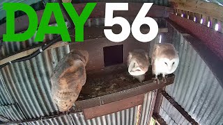 Day 56 Barn Owls 2024 [upl. by Arretahs]