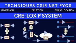 Cre Lox P Recombination System Cre Lox P Cre recombinase CSIR NET PYQs [upl. by Ylagam755]