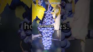 Top 10 Best Fertilizers for Grapes Secrets to a Thriving Vineyards GrapeFarming shorts [upl. by Ateekahs]