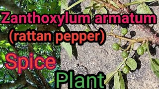 Xanthoxylum armatum prickly ash  toothache Rutaceae family [upl. by Sofia]