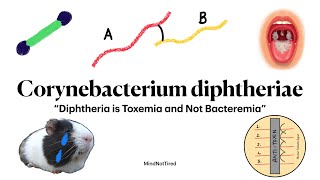 Corynebacterium diphtheria  Diphtheria  Microbiology  MindNotTired [upl. by Mayne]