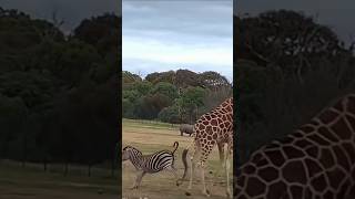 Giraffe fight with zebra animals wildlife wildanimal [upl. by Aitnohs]