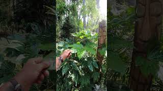 Our seed grown Fatsia japonica plants are thriving garden gardening palmtrees [upl. by Thurston]