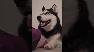 Husky Hears Favourite Word youtubeshorts shorts husky [upl. by Kilam682]