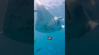 Why Nobody Shouldnt Underestimate This INSANE Manta Ray [upl. by Orson]