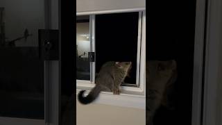 Cute possums investigating the key at the window [upl. by Duggan296]