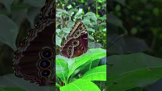 Schmetterling Luisenpark Mannheim [upl. by Nyllewell]