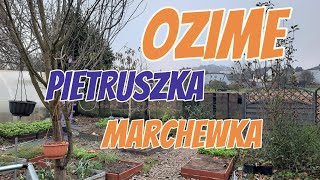 WYSIEW MARCHEWKI I PIETRUSZKI 🌱 ORAZ ŚCIĄGAM FOLIE Z TUNELU NA ZIMĘ ❄ OPADY ŚNIEGU JUŻ TUŻ TUŻ❄ [upl. by Oakes797]