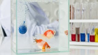 Aquarium Fish Medications What You Need to Know Live Stream [upl. by Atiuqat]