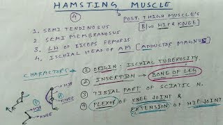 Hamstring Muscle  Posterior Thigh Muscle  TCML and ENMEDER [upl. by Perreault493]