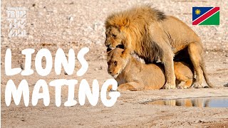 🦁 Lion Mating Up Close Short but Frequent LionMating Wildlife [upl. by Suaeddaht]