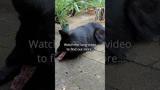 Feeding my Belgian Shepherd a Leg Bone [upl. by Margareta]