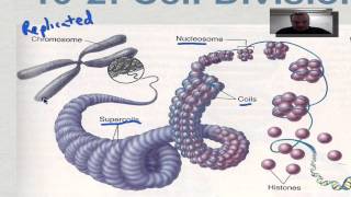 Chapter 10 Part 3  Eukaryotic Chromosomes [upl. by Crescentia437]