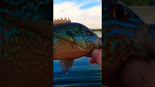 BRIGHTLY Colored Longear Sunfish Catch Using Live Worms 👏👏👏 Shorts Fishing [upl. by Arnst883]