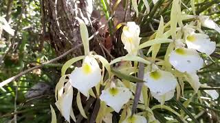 lindas brassavola em seu habitat naturalanaturezapreservandoavida natureza orchid [upl. by Gnilrets]