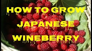 How To Grow Japanese Wineberry The Movie [upl. by Laveen]