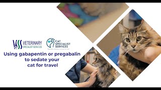 Using gabapentin or pregabalin to sedate your cat for travel [upl. by Enelkcaj]