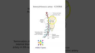 Anatomy Thorax 243 internal thoracic artery course musculophrenic superior epigastric [upl. by Mahoney421]