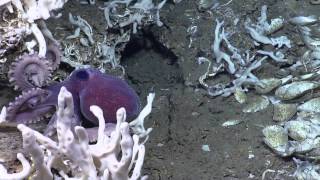 Beautiful Octopus on Trinidad Mud Volcano  Nautilus Live [upl. by Ettennad]