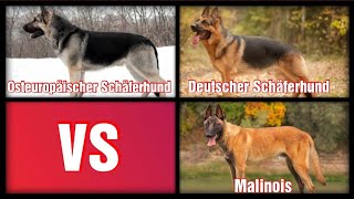 Osteuropäischer Schäferhund VS Deutscher Schäferhund VS Malinois [upl. by Macnamara]