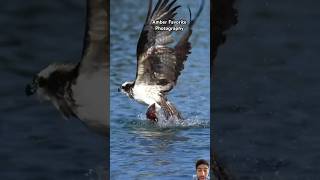 Osprey really work hard for his prey wildlife ospreys eagles [upl. by Audras]