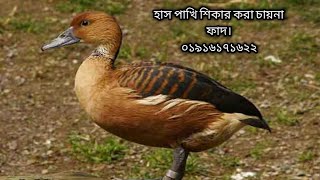 bali hash dhora faddak pakhi dhora fadwaterhen dahuk bird trap hunting [upl. by Milon]