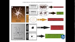 Neuroinflammation  A Zimmerman MD [upl. by Akeemaj469]