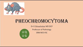 Pheochromocytoma Endocrine Pathology University questions MBBS [upl. by Silvain66]