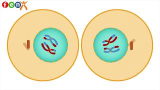 7 Sınıf Fen Bilimleri Mayoz Bölünme Animasyonu Kısa Versiyon [upl. by Kenzie]