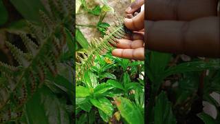 Sporangia in Fern plant [upl. by Dyrraj]