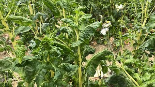 Sayur herbal Beta vulgaris rasanya serupa dengan bayam [upl. by Dyob913]