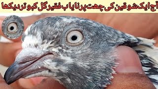 Original Faqeer Gul Kabootar  Outstanding Pigeon Breed Faqeer Gul  azkhanpigeon [upl. by Oicnedurp828]