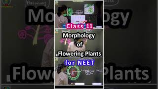 Morphology of Flowering Plants Class 11 NEET in English [upl. by Carpio]