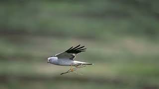 Hen harrier call [upl. by Neelac]